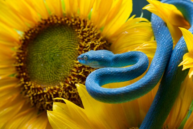 Serpent vipère bleu sur tournesol