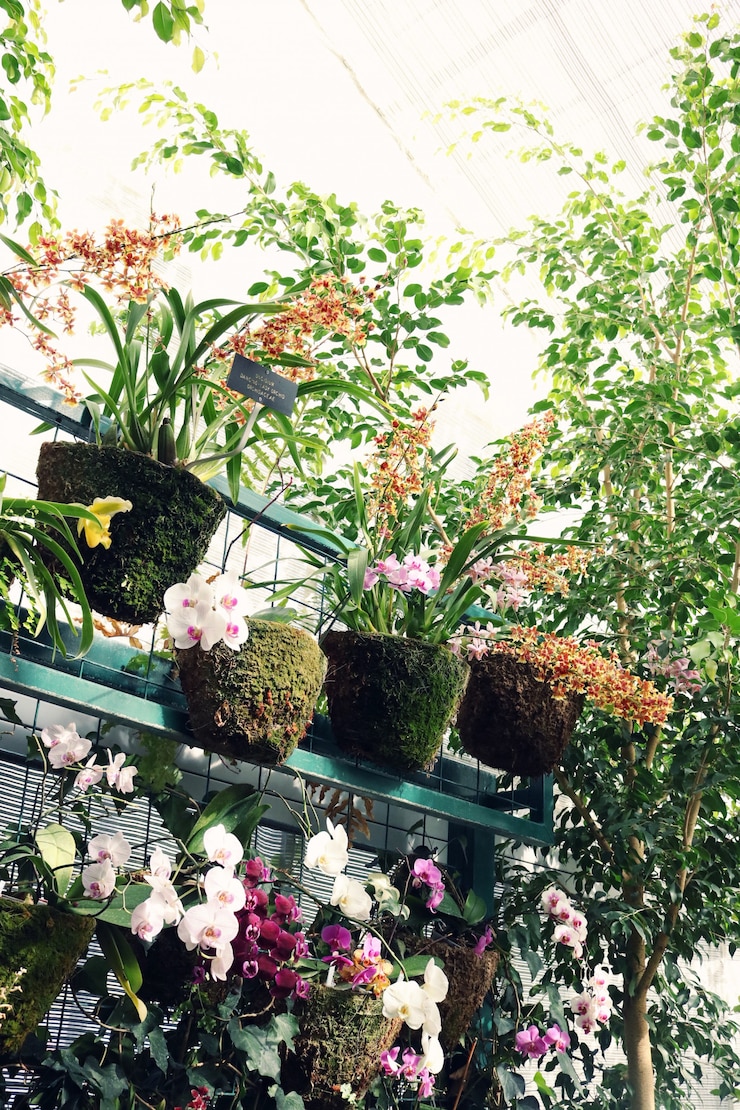 Photo gratuit serre avec une variété de plantes