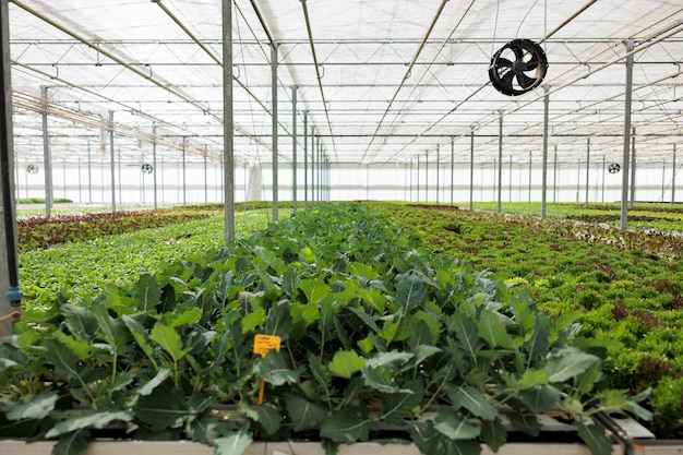 Serre vide avec différents types de salades fraîches entièrement cultivées prêtes à être récoltées et livrées au supermarché ou au magasin local. Personne dans un environnement hydroponique avec des aliments biologiques cultivés de manière biologique.