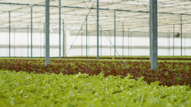 Serre vide avec des rangées de différents types de laitue bio entièrement cultivée prête pour la récolte et la livraison aux magasins locaux. Serre sans personne avec des cultures maraîchères cultivées sans pesticides.