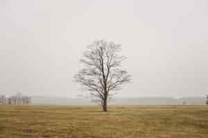 Photo gratuite un seul arbre solitaire dans un champ en champ brumeux et ciel gris