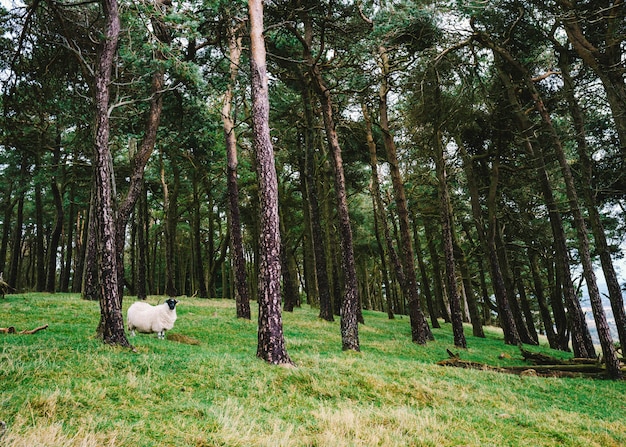 Seul bateau mignon debout sur une colline verte avec de grands arbres