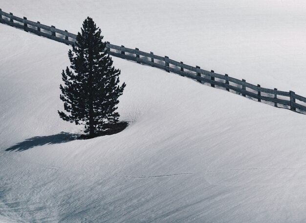 Seul pin à côté d'une clôture en bois dans un champ couvert de neige