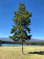 Photo gratuite un seul sapin près du lac avec des arbres et de hautes montagnes rocheuses