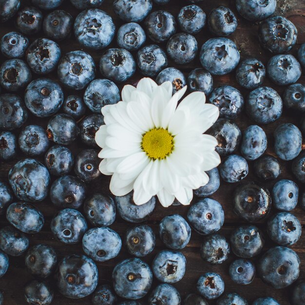 Shamomile sur fond de bleuets