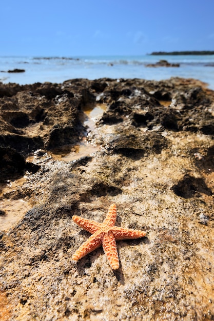 Photo gratuite shell sea star sur une côte des caraïbes
