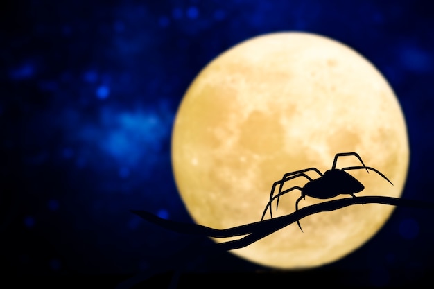 Silhouette d&#39;araignée sur une pleine lune