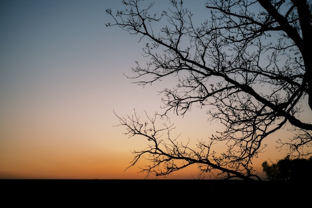 Photo gratuite silhouette d'un arbre lors d'un coucher de soleil orange