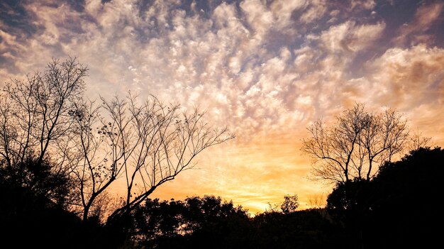 Silhouette des arbres