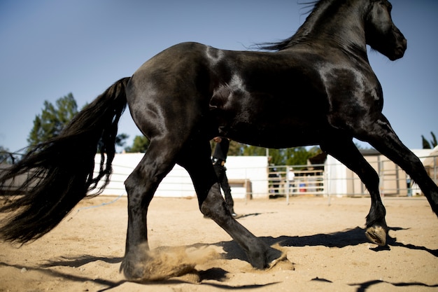 Photo gratuite silhouette de cheval contre la lumière chaude
