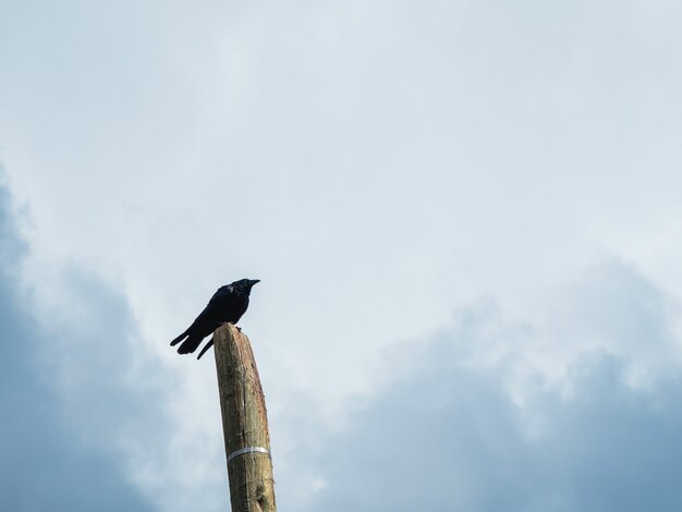 Silhouette d'un corbeau noir assis sur un poteau télégraphique contre un ciel dramatique.
