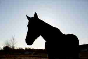 Photo gratuite silhouette élégante de cheval contre le ciel d'aube