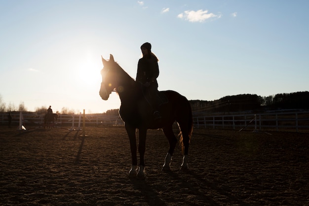 Photo gratuite silhouette élégante de cheval contre le ciel d'aube