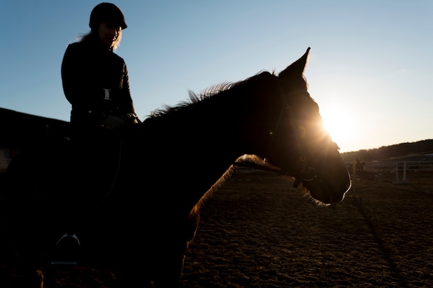 Silhouette élégante de cheval contre le ciel d'aube