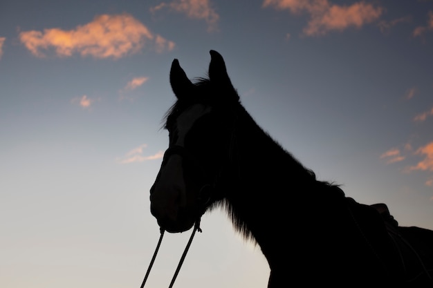 Silhouette élégante de cheval contre le ciel d'aube