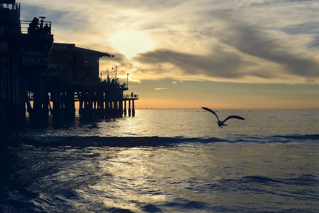 Silhouette d'un oiseau volant au-dessus de la belle mer près du quai en bois pendant le coucher du soleil