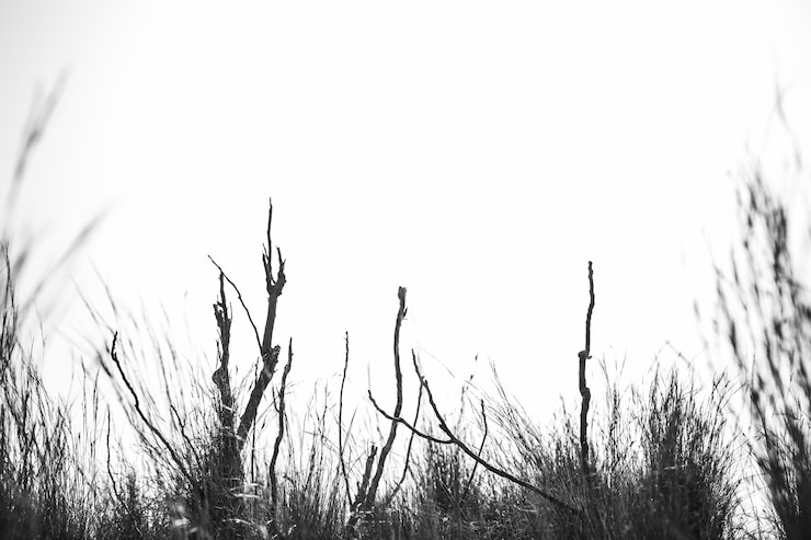 Photo gratuit silhouette d'une plante sur le ciel