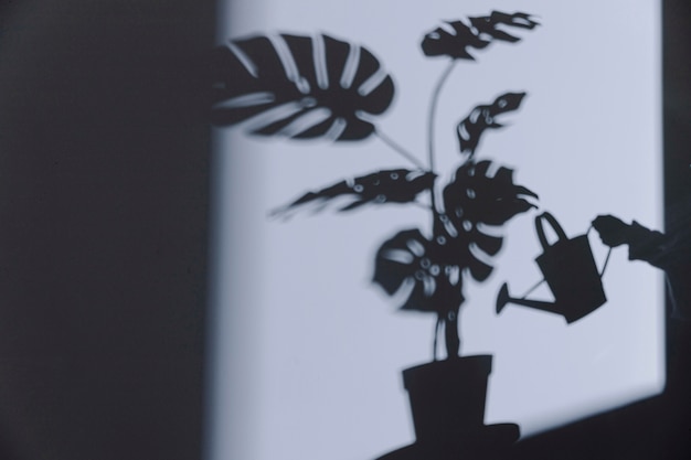 Photo gratuite silhouette de plante d'intérieur sur le mur