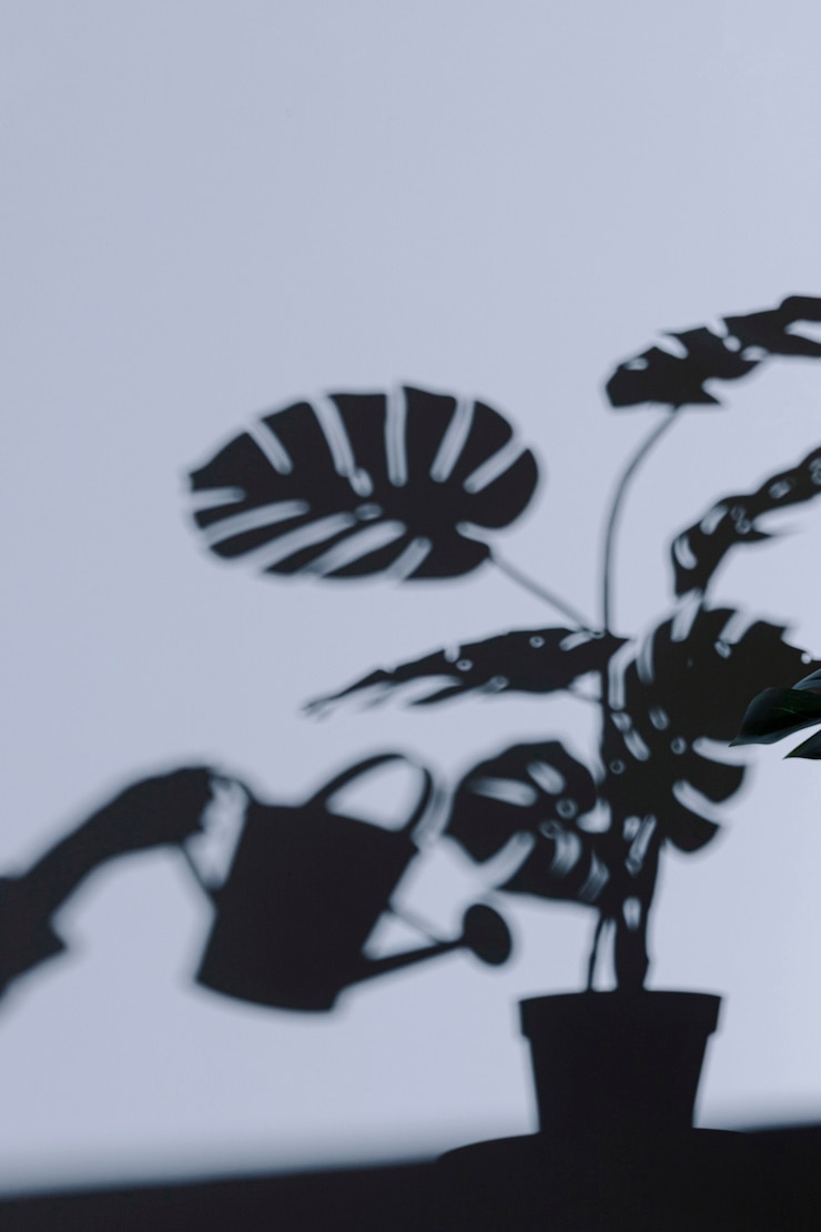 Photo gratuit silhouette de plante d'intérieur sur le mur