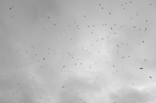 Silhouettes d'oiseaux contre le ciel avec des nuages. photo en noir et blanc. photo de haute qualité