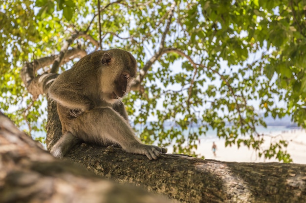 Singe assis sur une branche d'arbre