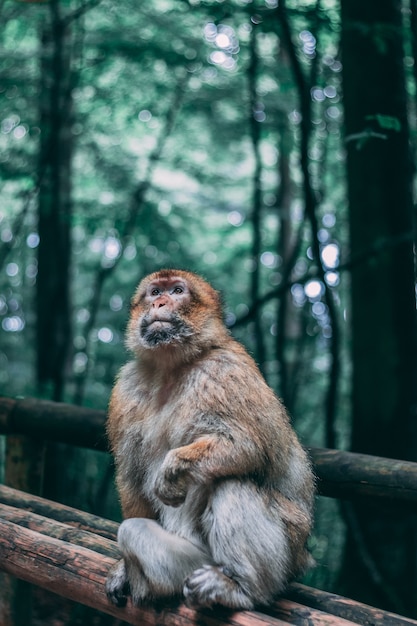 Singe assis sur une clôture en bois dans la jungle