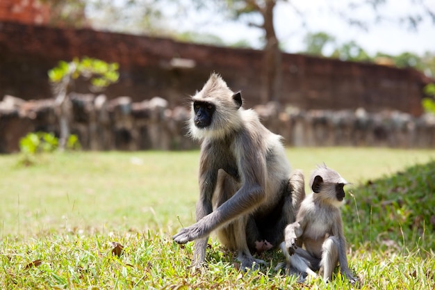 Photo gratuite singe au sri lanka