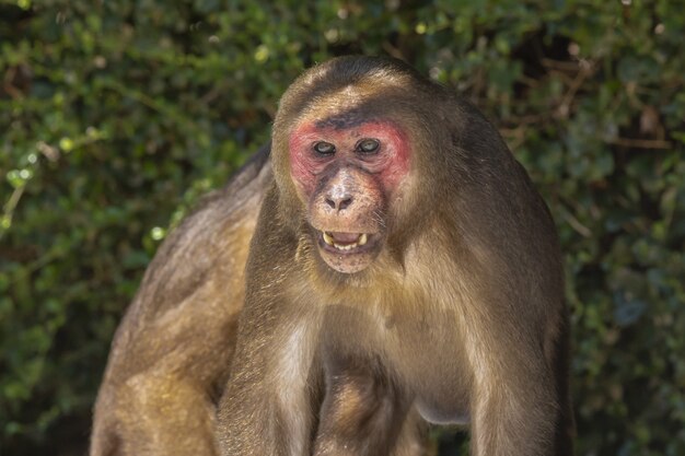 Singe au visage rouge en forêt