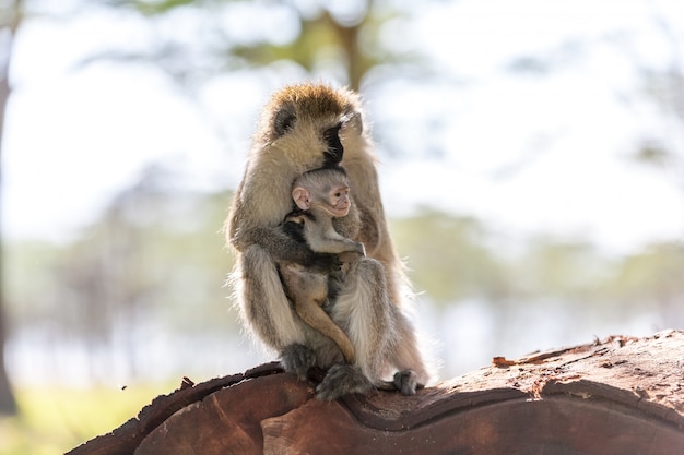 Singe avec cub Kenya