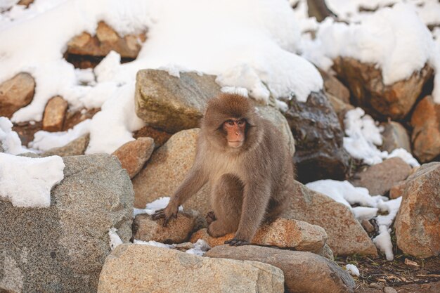 Singe dans la nature