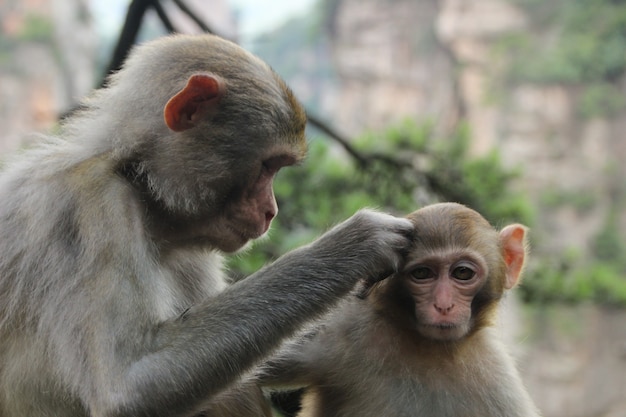 Photo gratuite singe dans la nature