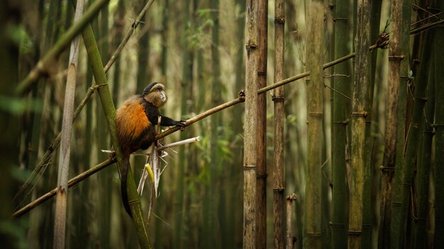 Singe doré sauvage et très rare dans la forêt de bambous