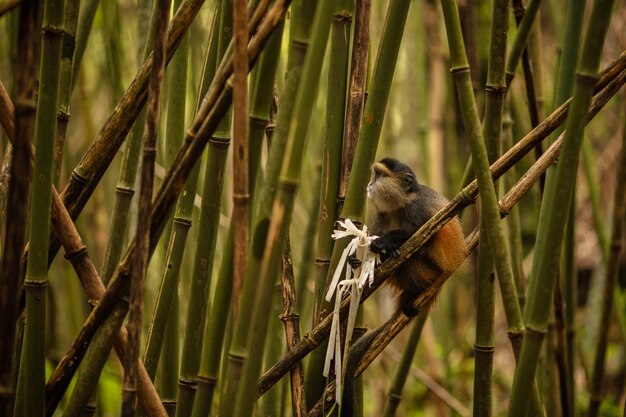 Singe doré sauvage et très rare dans la forêt de bambous