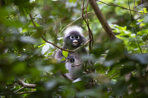 Photo gratuite singe gris assis sur une branche d'arbre