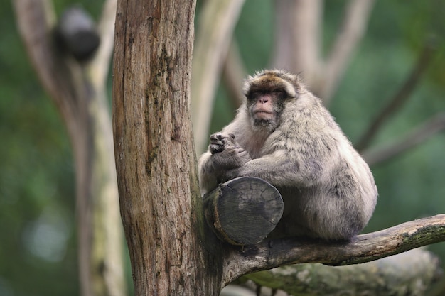 Photo gratuite singe macaque dans l'habitat à la recherche de la nature soins familiaux macaca sylvanus