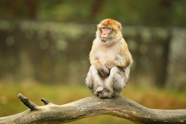 Singe macaque dans la nature