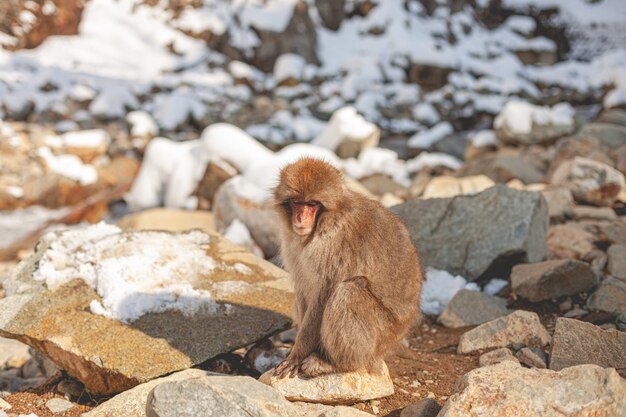 Singe macaque debout sur un rocher tout en regardant vers le bas