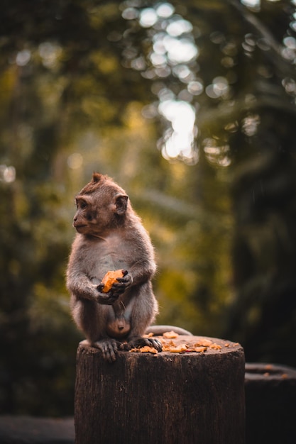 Singe macaque mignon mangeant un fruit