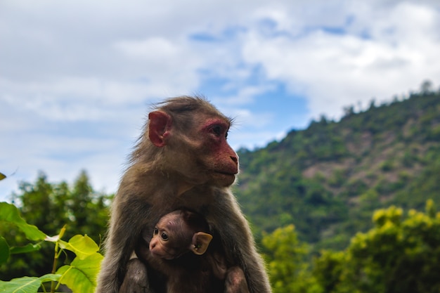 Un singe avec son bébé