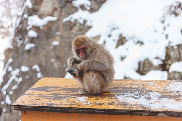 Singe sur une table