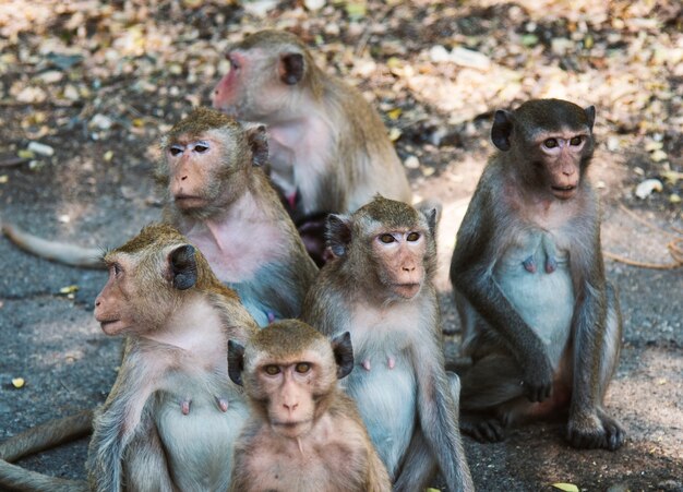 Singes animal mammifère nature tropical