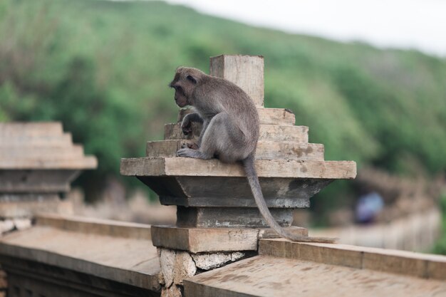 Singes au temple d'Uluwatu sur l'île de Bali, Indonésie