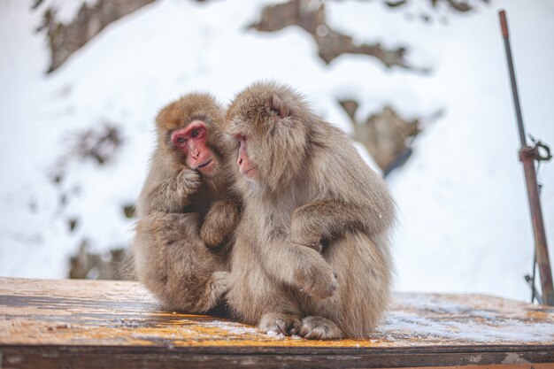 Singes à fourrure sur la neige