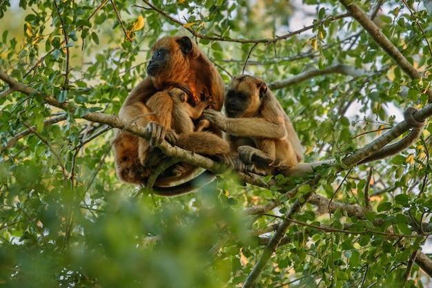 Des singes hurleurs très haut sur un arbre géant dans la jungle brésilienne