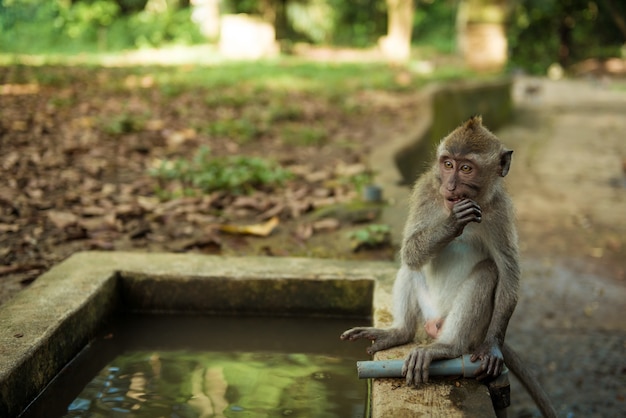 Singes à Ubud Bali