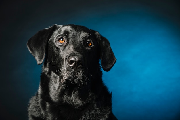 Smart labrador retriever