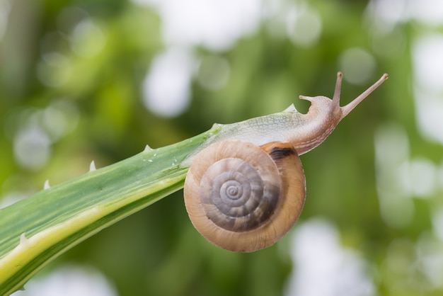 Snail dans une feuille