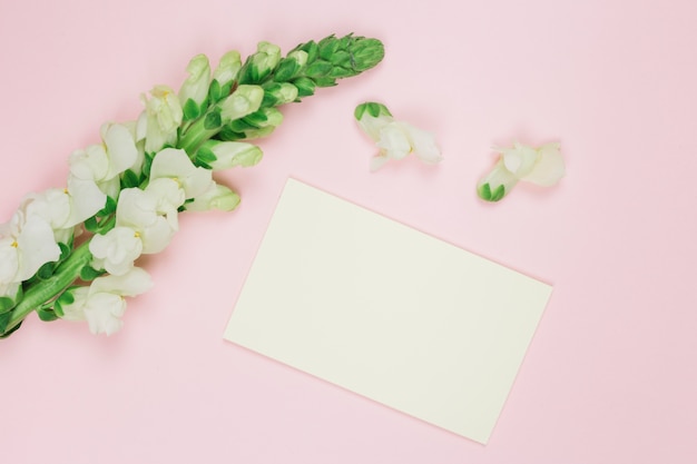 Photo gratuite snapdragons fleur blanche avec une carte blanche vierge sur fond rose