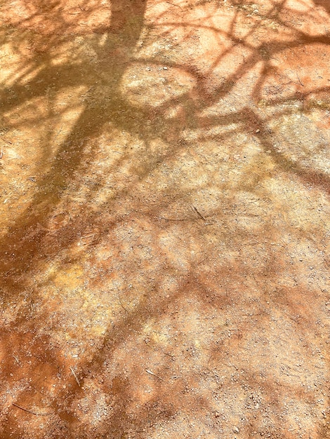 Photo gratuite un sol marron et beige avec l'ombre d'un arbre dessus.