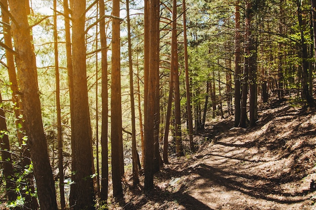 Photo gratuite le soleil brille à travers les arbres